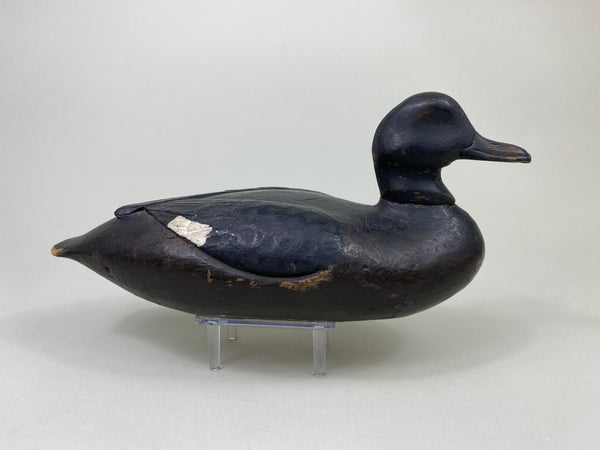 East Coast White Wing Scoter, Circa 1910's (#8839)