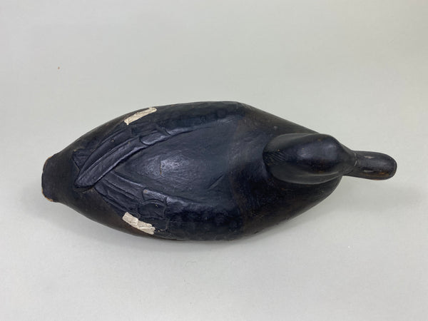 East Coast White Wing Scoter, Circa 1910's (#8839)