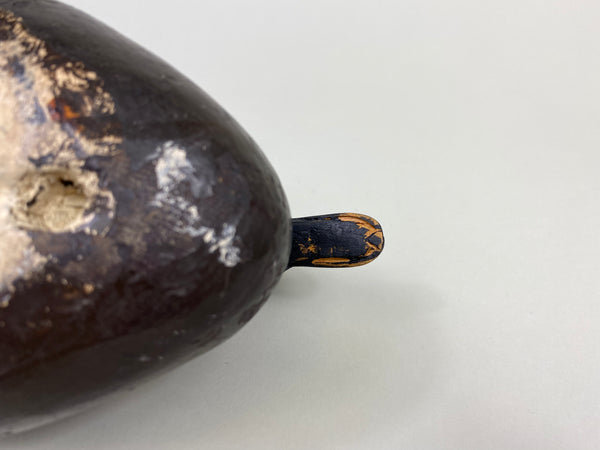 East Coast White Wing Scoter, Circa 1910's (#8839)