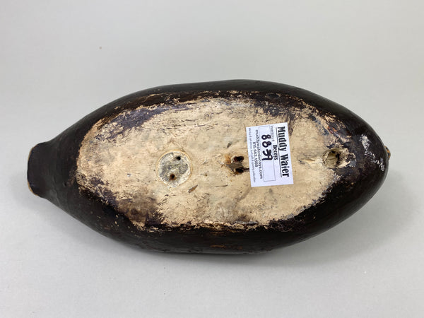 East Coast White Wing Scoter, Circa 1910's (#8839)