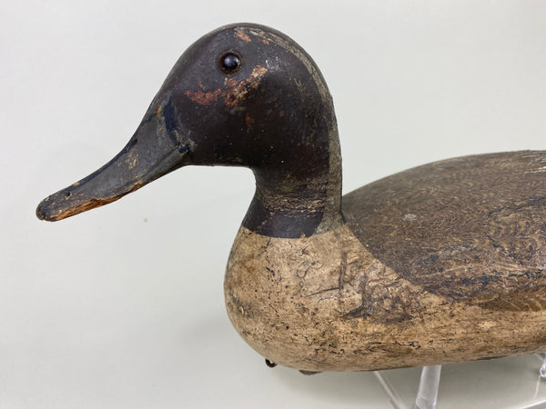 Robert Elliston Pintail Drake Circa 1900 (#8864)