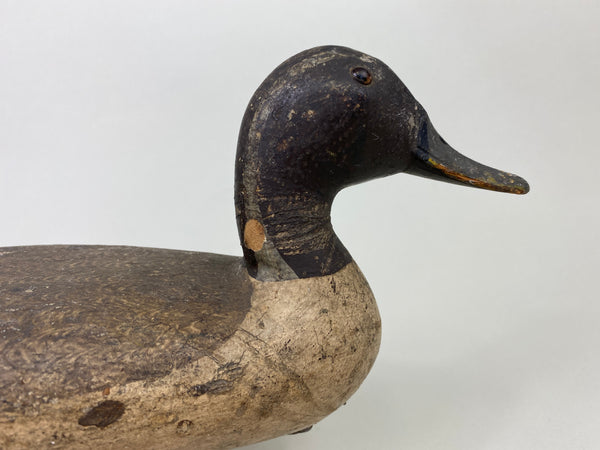 Robert Elliston Pintail Drake Circa 1900 (#8864)