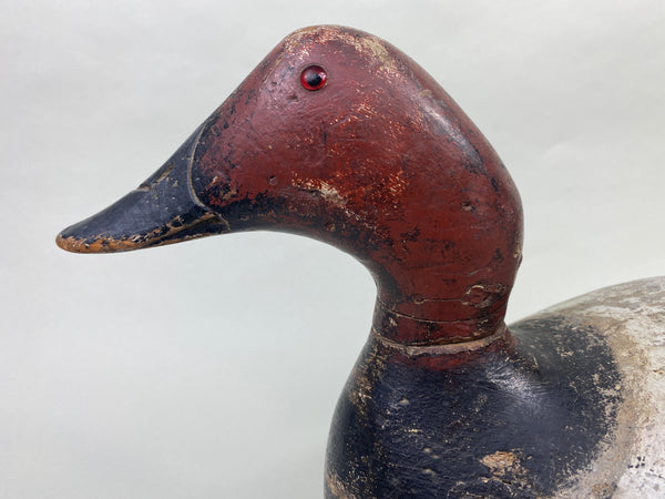Evans Mammoth Grade Canvasback Drake (#8906)