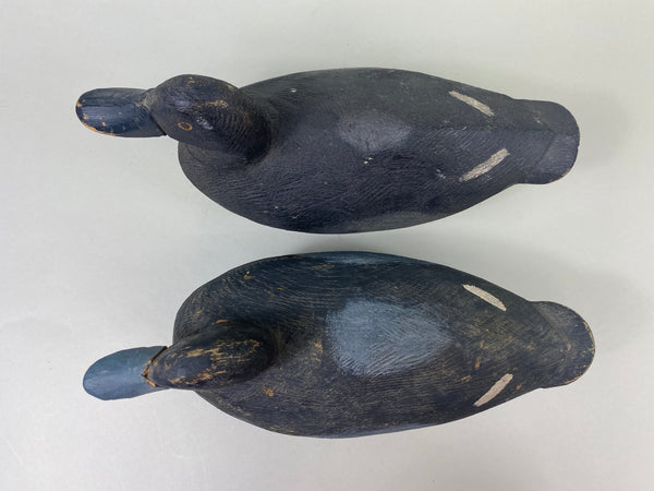 Pair of Oliver King Bluebills (#8907)