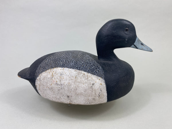 Echsted Bluebill Drake (#8913)