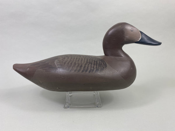 Paul Gibson Canvasback Hen (#8921)