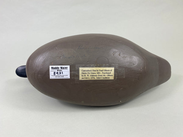 Paul Gibson Canvasback Hen (#8921)