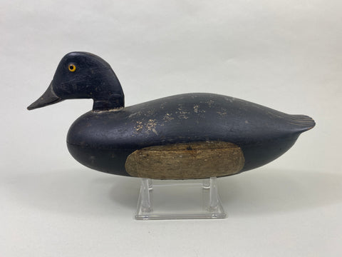 English Family Delaware River Bluebill Drake, Circa 1920's (#8924)