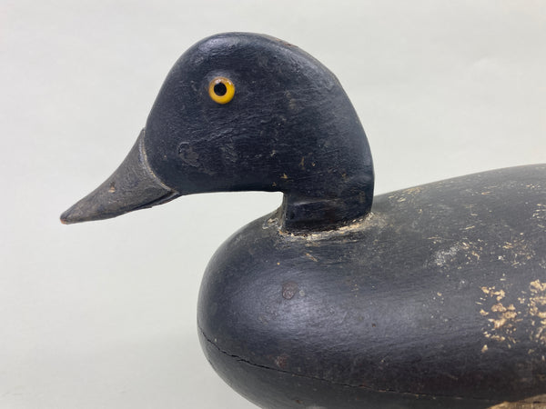 English Family Delaware River Bluebill Drake, Circa 1920's (#8924)