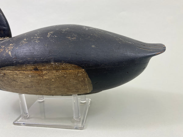 English Family Delaware River Bluebill Drake, Circa 1920's (#8924)