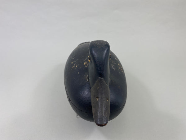 English Family Delaware River Bluebill Drake, Circa 1920's (#8924)