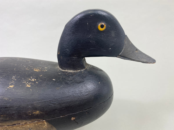 English Family Delaware River Bluebill Drake, Circa 1920's (#8924)