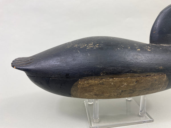 English Family Delaware River Bluebill Drake, Circa 1920's (#8924)