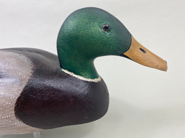 Torry Ward Mallard Drake (#8929)