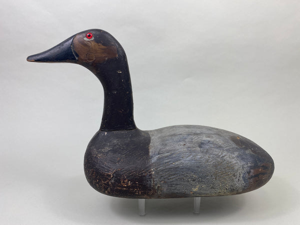 Unknown High-Headed Canvasback Drake, Cayuga Lake, NY, Circa 1920's (#8947)