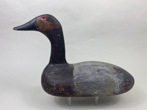 Unknown High-Headed Canvasback Drake, Cayuga Lake, NY, Circa 1920's (#8947)