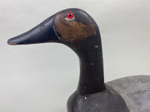 Unknown High-Headed Canvasback Drake, Cayuga Lake, NY, Circa 1920's (#8947)