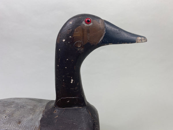 Unknown High-Headed Canvasback Drake, Cayuga Lake, NY, Circa 1920's (#8947)