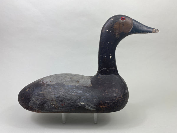 Unknown High-Headed Canvasback Drake, Cayuga Lake, NY, Circa 1920's (#8947)