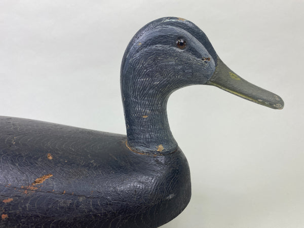 Canada Black Duck (#8955)