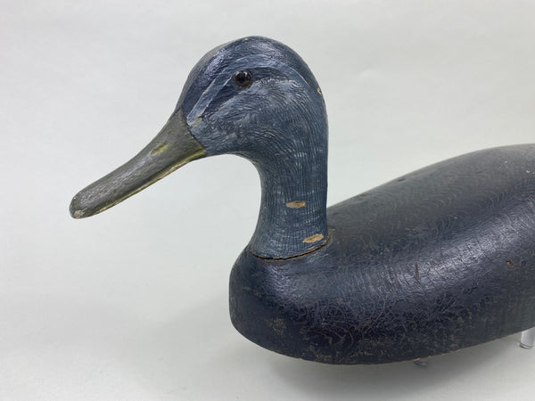 Canada Black Duck (#8955)