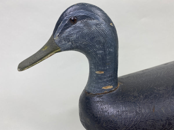 Canada Black Duck (#8955)