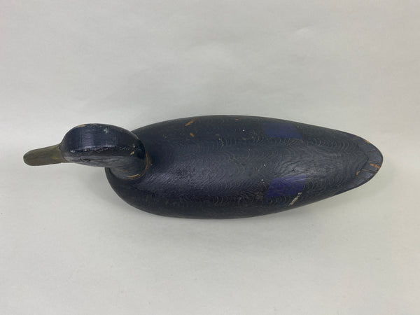Canada Black Duck (#8955)
