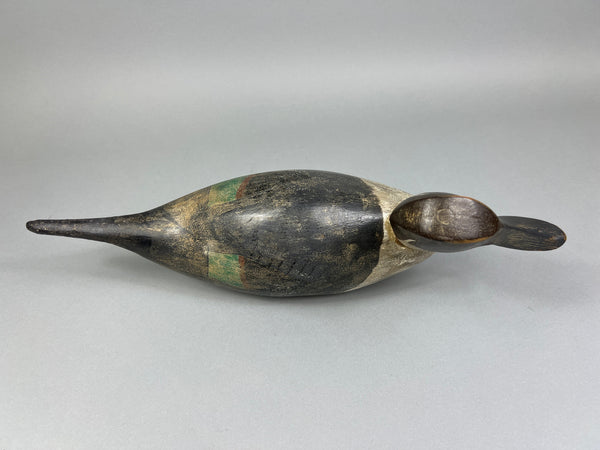 California Pintail (#4937)