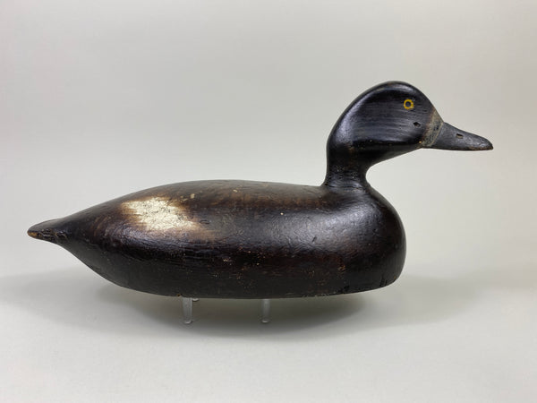 Alexandria Bluebill Hen- Unknown (#9081)