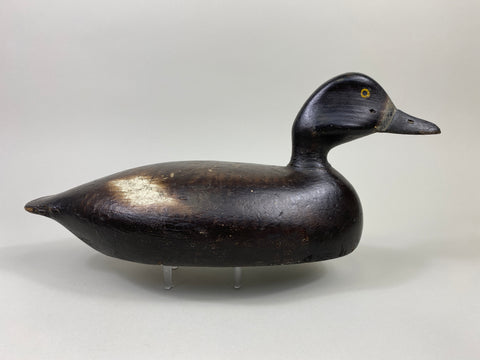 Alexandria Bluebill Hen- Unknown (#9081)