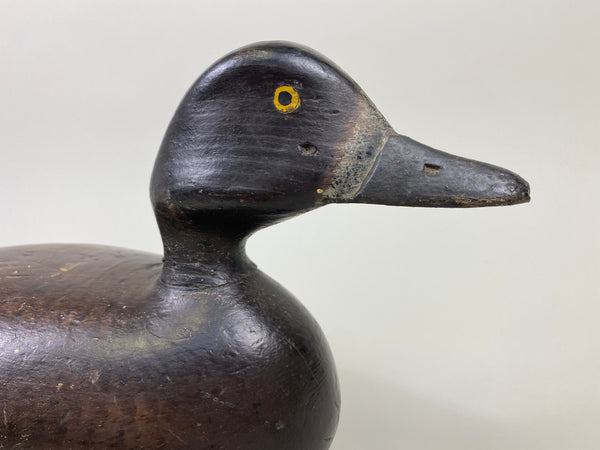 Alexandria Bluebill Hen- Unknown (#9081)