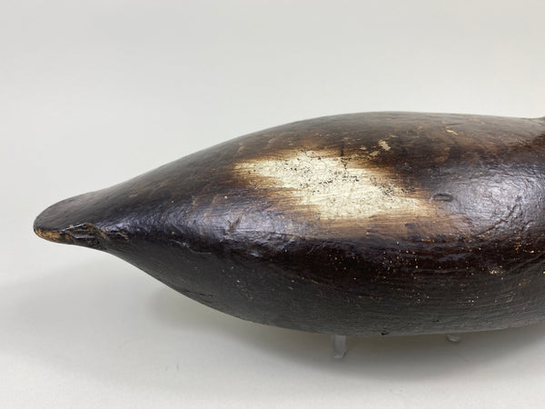 Alexandria Bluebill Hen- Unknown (#9081)