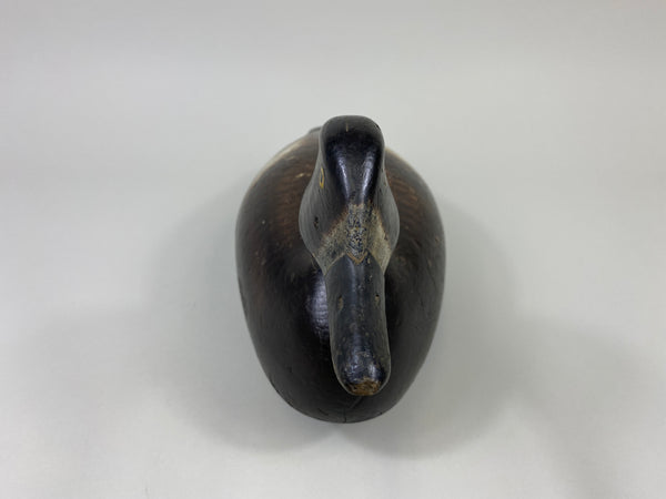 Alexandria Bluebill Hen- Unknown (#9081)