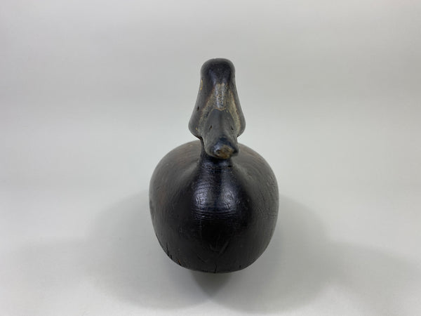 Alexandria Bluebill Hen- Unknown (#9081)