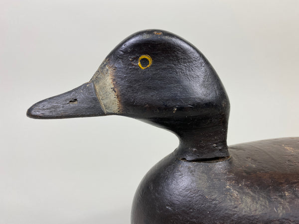 Alexandria Bluebill Hen- Unknown (#9081)