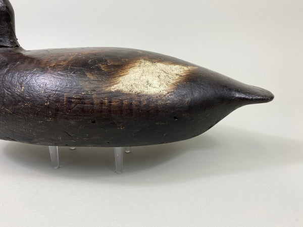 Alexandria Bluebill Hen- Unknown (#9081)