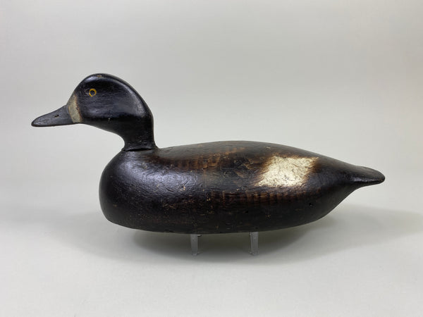 Alexandria Bluebill Hen- Unknown (#9081)