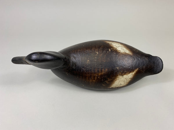 Alexandria Bluebill Hen- Unknown (#9081)