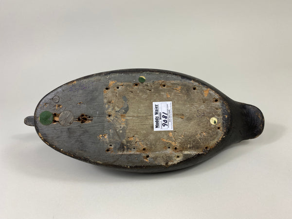 Alexandria Bluebill Hen- Unknown (#9081)