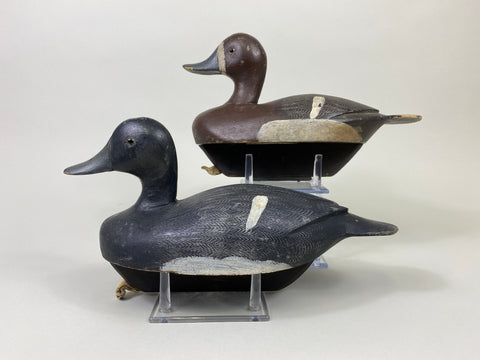 Smith Falls Pair of Bluebills (#9082)