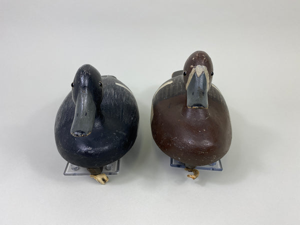 Smith Falls Pair of Bluebills (#9082)