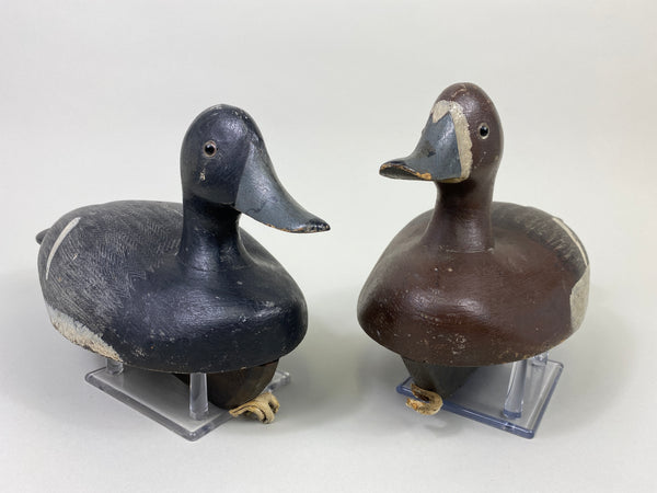 Smith Falls Pair of Bluebills (#9082)