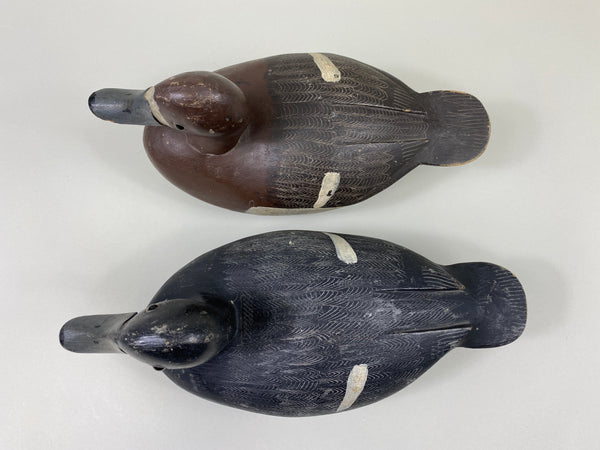 Smith Falls Pair of Bluebills (#9082)