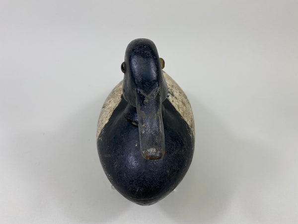 Walter Dalrymple Bluebill Drake (#9093)