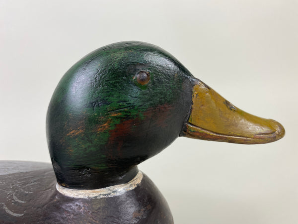 Robert Elliston Mallard Drake, Restored by Charlie Moore (#9144)