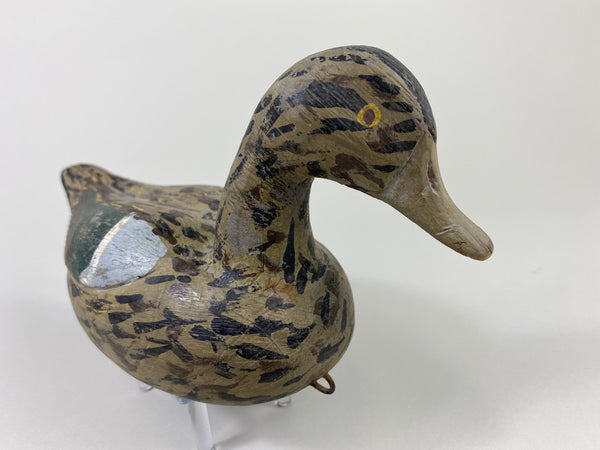 Xavier Bourg Blue-Wing Teal Hen (#9146)