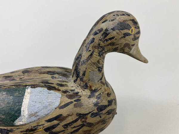 Xavier Bourg Blue-Wing Teal Hen (#9146)