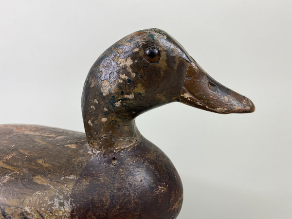 Henry Holmes Mallard Hen (#9155)