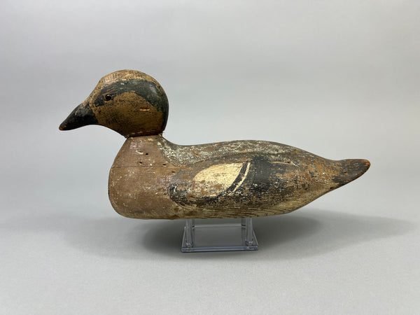 Tule Lake Attributed Wigeon Drake (4894)