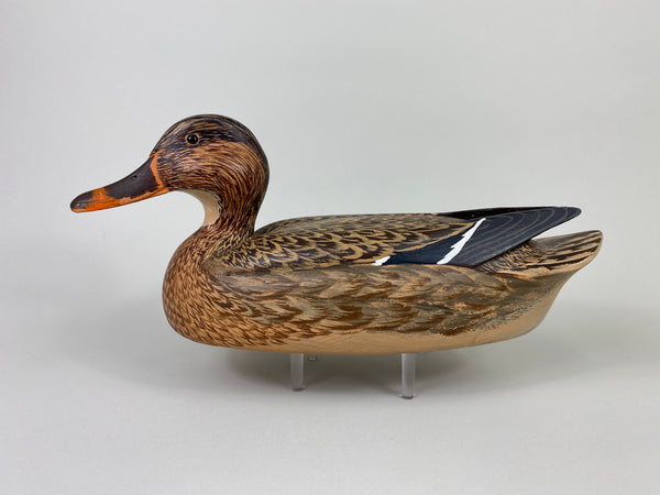 Unknown Mallard Hen, Raised Wings (#9313)